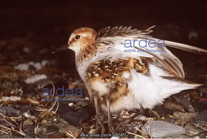 : LITTLE STINT - Warming its chicks in tundra : LITTLE STINT - Warming its chicks in tundra