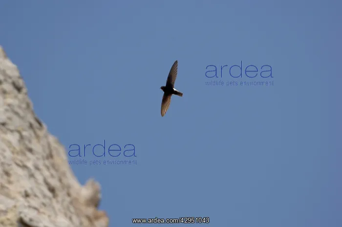 : Little Swift - in flight : Little Swift - in flight
