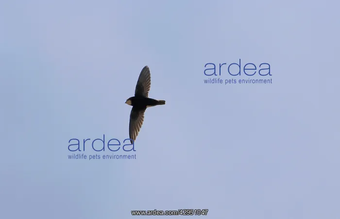 : Little Swift - in flight : Little Swift - in flight