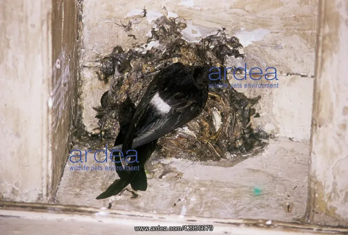 : Little Swift - at nest : Little Swift - at nest