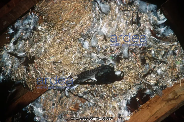 : Little Swift - at nest : Little Swift - at nest