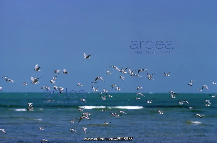  : LITTLE TERN