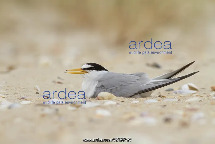 : Little Tern : Little Tern