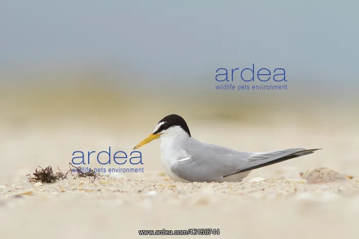  : Little Tern