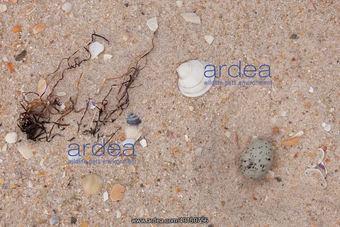 : Little Tern : Little Tern