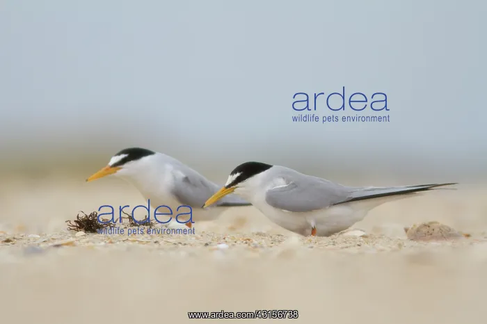 : Little Tern : Little Tern