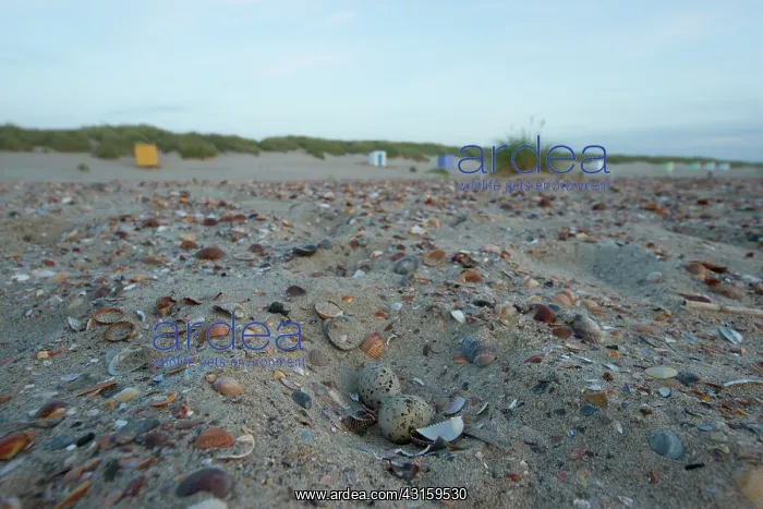 : Little tern : Little tern