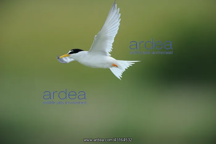 : Little Tern : Little Tern