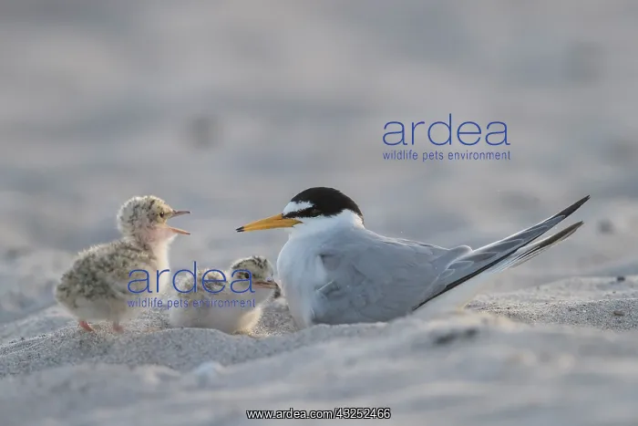 : Little Tern - adult female warming chick - Germany : Little Tern - adult female warming chick - Germany