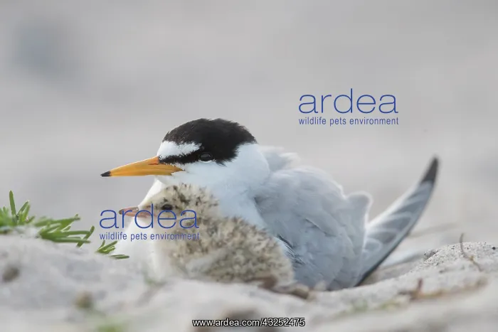 : Little Tern - adult female warming chick - Germany : Little Tern - adult female warming chick - Germany