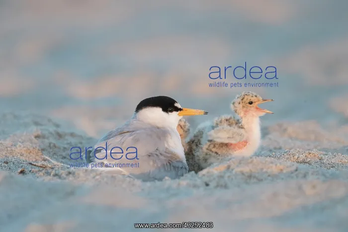  : Little Tern - adult female warming chick - Germany