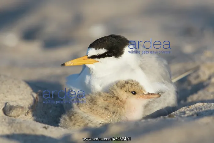 : Little Tern - adult female warming chick - Germany : Little Tern - adult female warming chick - Germany