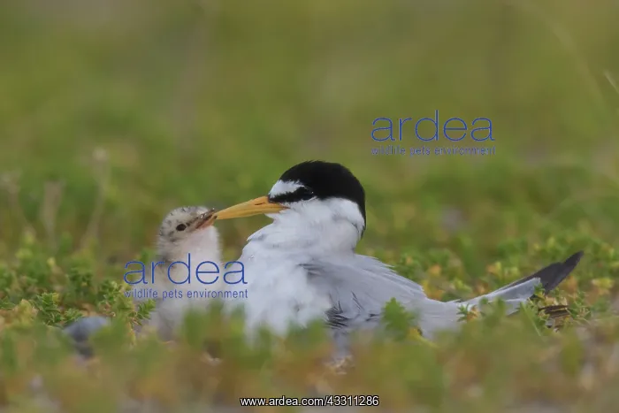: Little Tern- adult tern with chick - Germany : Little Tern- adult tern with chick - Germany