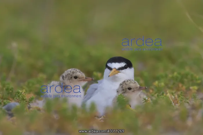 : Little Tern- adult tern with chicks - Germany : Little Tern- adult tern with chicks - Germany