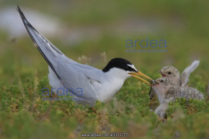 : Little Tern- adult tern with chicks - Germany : Little Tern- adult tern with chicks - Germany