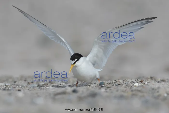 : Little Tern - adult tern flapping its wings - Germany : Little Tern - adult tern flapping its wings - Germany