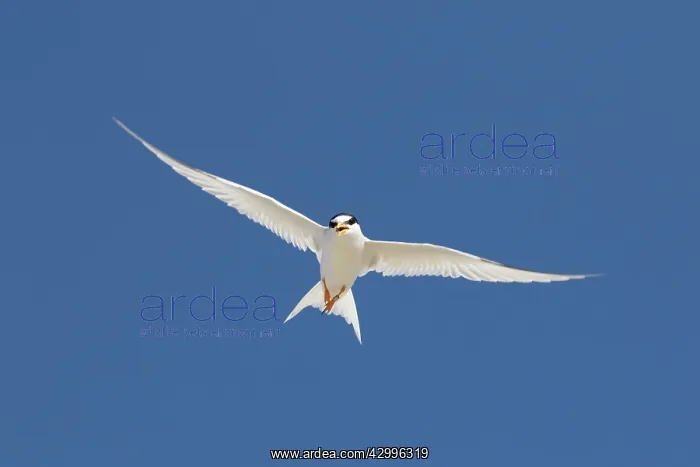 : Little Tern - adult tern in flight - Germany : Little Tern - adult tern in flight - Germany