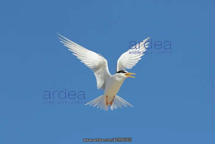 : Little Tern - adult tern in flight - Germany : Little Tern - adult tern in flight - Germany