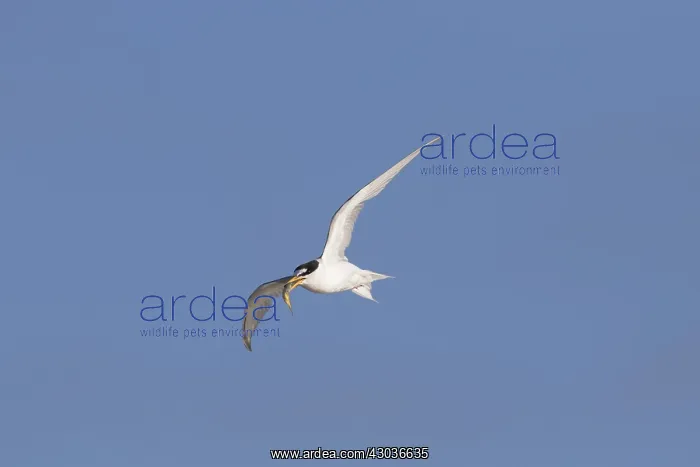 : Little Tern - adult tern in flight - Germany : Little Tern - adult tern in flight - Germany