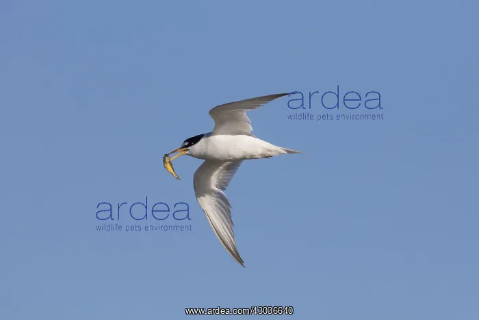 : Little Tern - adult tern in flight - Germany : Little Tern - adult tern in flight - Germany
