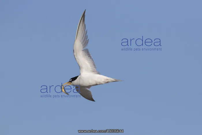: Little Tern - adult tern in flight - Germany : Little Tern - adult tern in flight - Germany