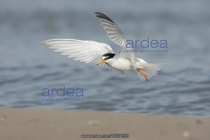 : Little Tern - adult tern in flight - Germany : Little Tern - adult tern in flight - Germany