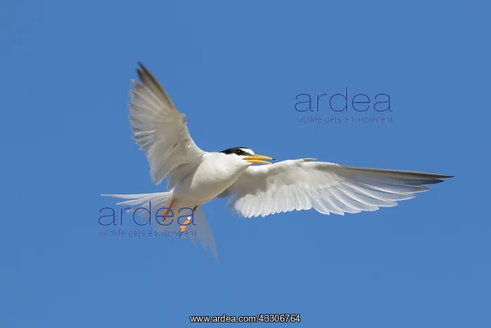 : Little Tern - adult tern in flight - Germany : Little Tern - adult tern in flight - Germany