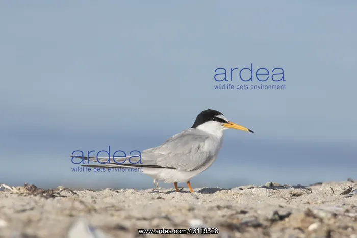  : Little Tern - adult tern - Germany