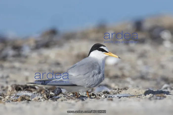  : Little Tern - adult tern - Germany