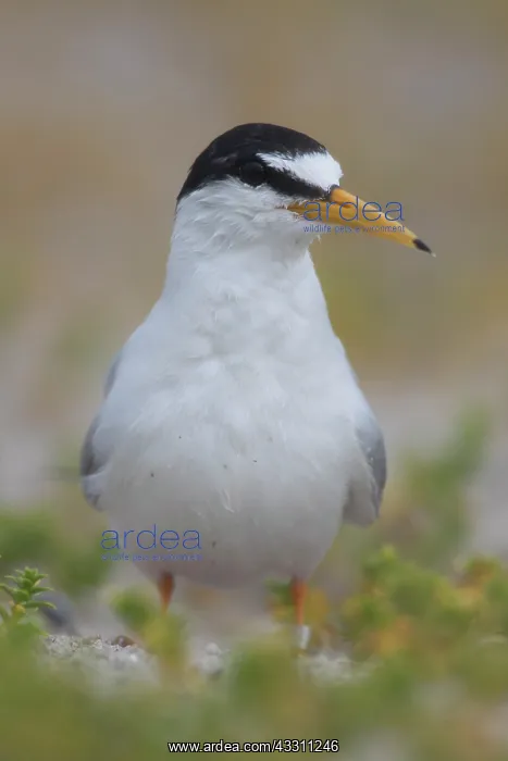 : Little Tern - adult tern - Germany : Little Tern - adult tern - Germany