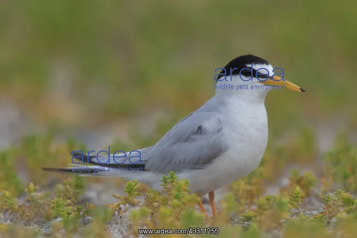 : Little Tern - adult tern - Germany : Little Tern - adult tern - Germany