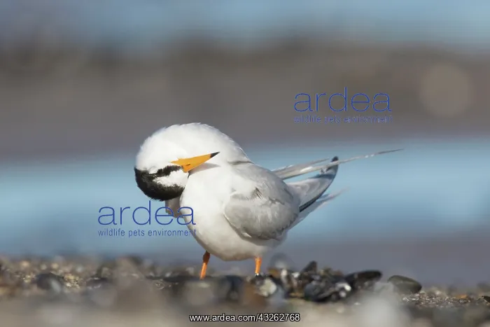 : Little Tern - adult tern preening - Germany : Little Tern - adult tern preening - Germany