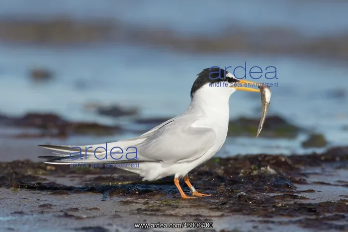 : Little Tern - adult tern stands on the beach with : Little Tern - adult tern stands on the beach with