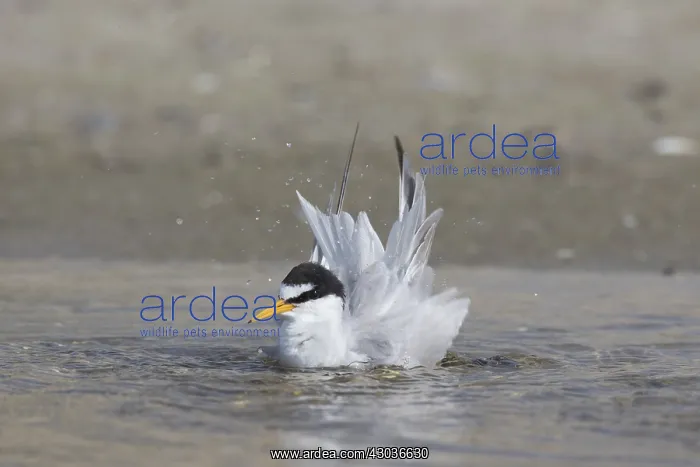  : Little Tern - bathing tern - Germany