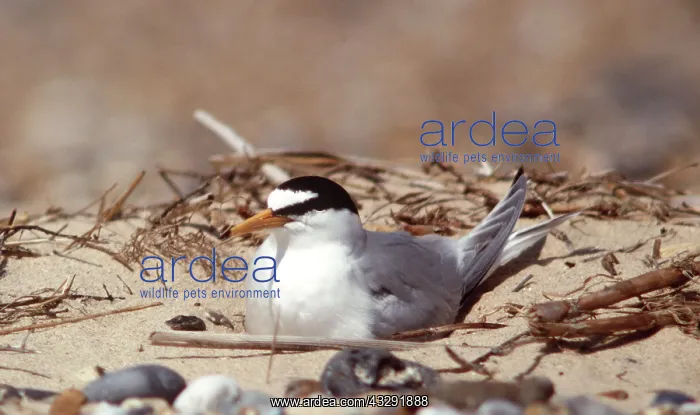 : Little Tern - on beach : Little Tern - on beach