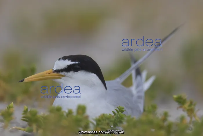 : Little Tern - breeding tern - Germany : Little Tern - breeding tern - Germany