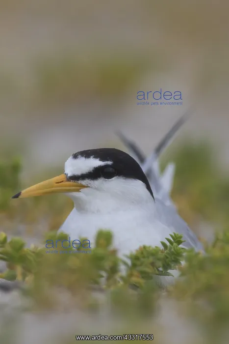  : Little Tern - breeding tern - Germany