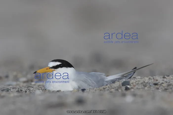 : Little Tern - breeding tern - Germany : Little Tern - breeding tern - Germany