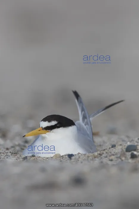 : Little Tern - breeding tern - Germany : Little Tern - breeding tern - Germany