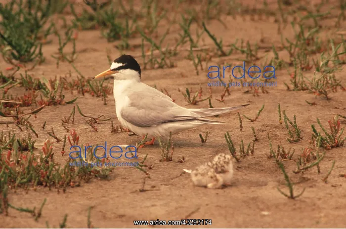 : LITTLE TERN - with chick : LITTLE TERN - with chick