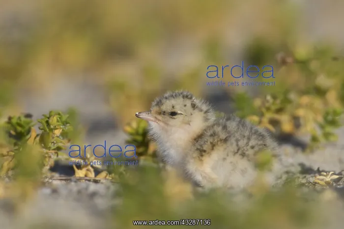 : Little Tern - chick - Germany : Little Tern - chick - Germany