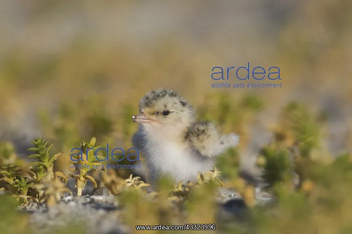 : Little Tern - chick - Germany : Little Tern - chick - Germany