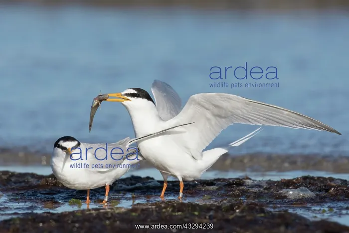 : Little Tern - displaying pair - Germany : Little Tern - displaying pair - Germany