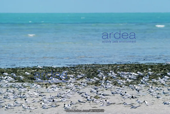 : Little Tern - flock on beach : Little Tern - flock on beach