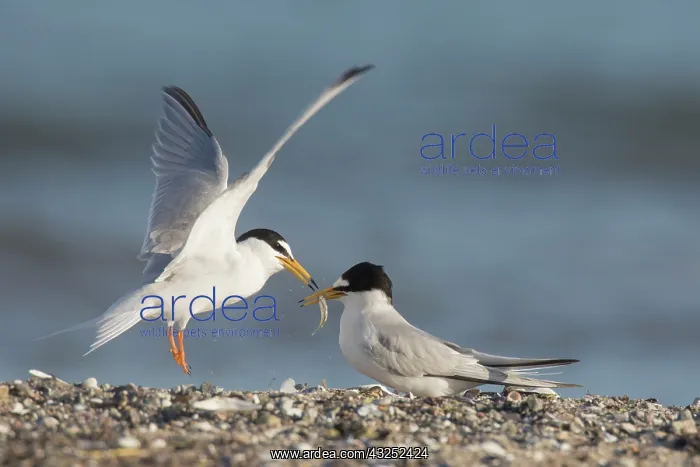 : Little Tern - male presenting a small a fish to : Little Tern - male presenting a small a fish to