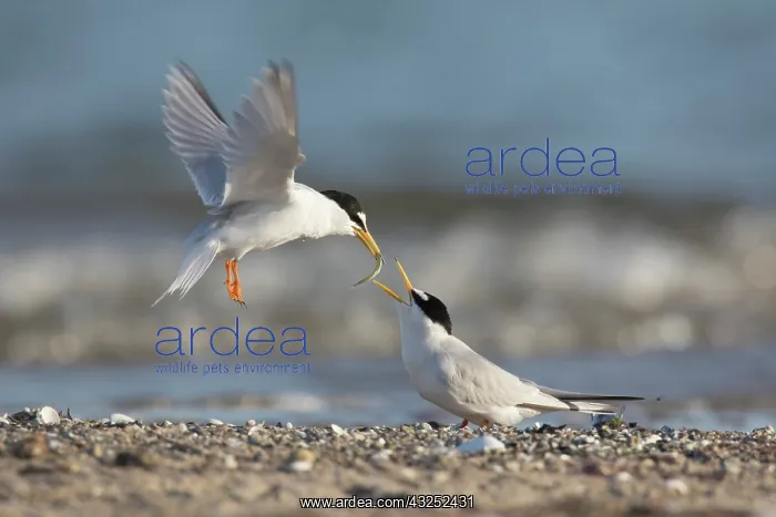 : Little Tern - male presenting a small a fish to : Little Tern - male presenting a small a fish to