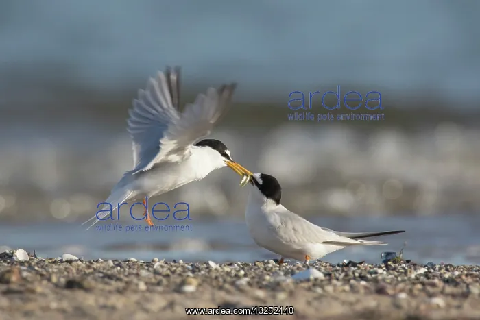 : Little Tern - male presenting a small a fish to : Little Tern - male presenting a small a fish to