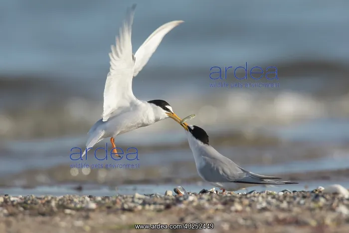 : Little Tern - male presenting a small a fish to : Little Tern - male presenting a small a fish to