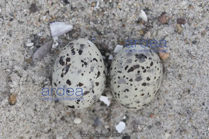 : Little Tern - nest with two eggs - Germany : Little Tern - nest with two eggs - Germany