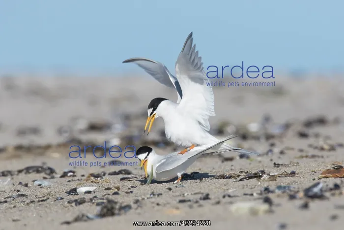 : Little Tern - pair mating - Germany : Little Tern - pair mating - Germany